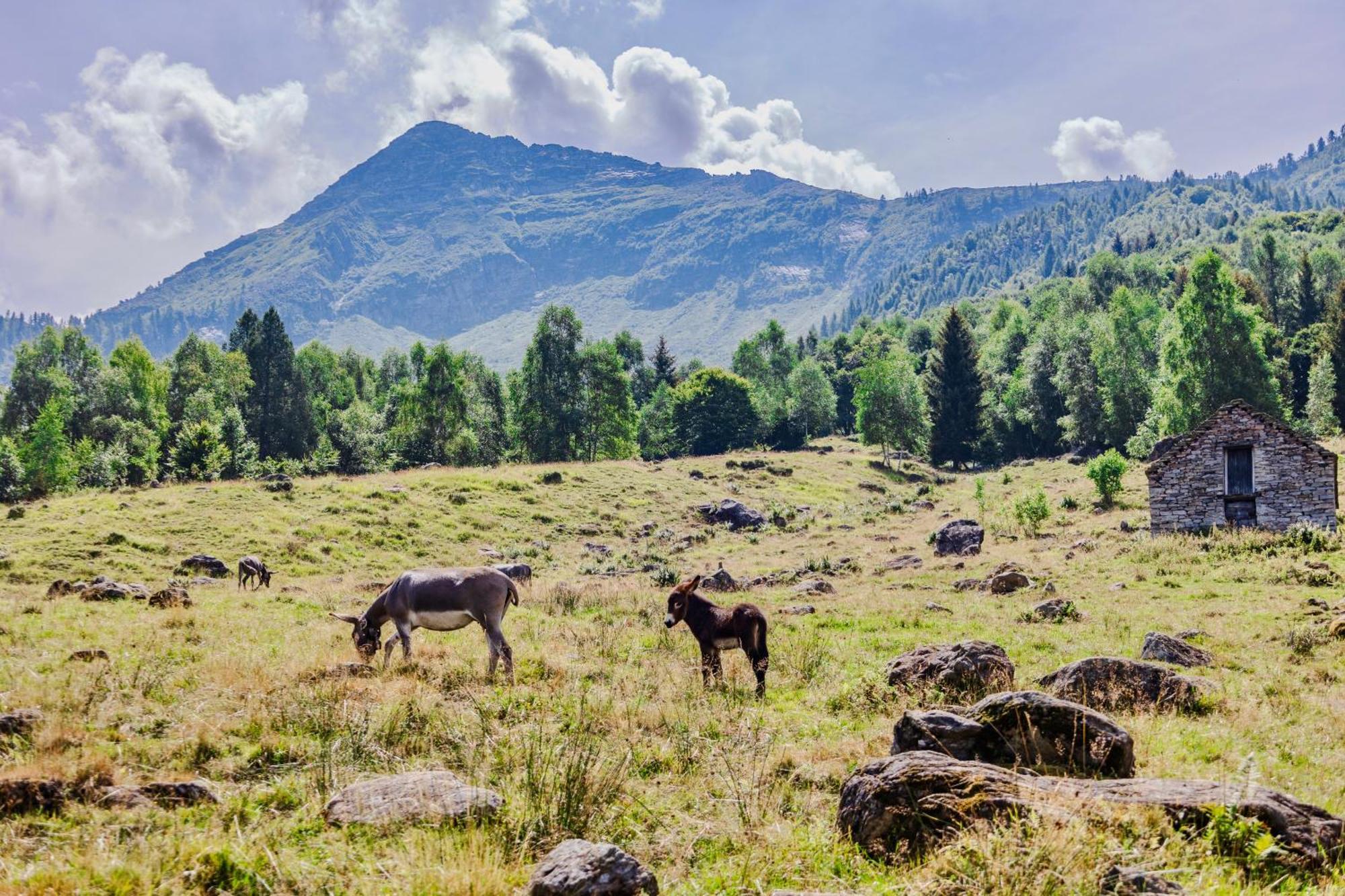 הוסטל Trontano Rifugio Parpinasca מראה חיצוני תמונה